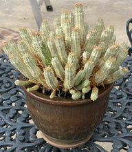 Load image into Gallery viewer, Euphorbia mammillaris variegata, Indian Corn Cob Catus, cactus, succulent, live plant
