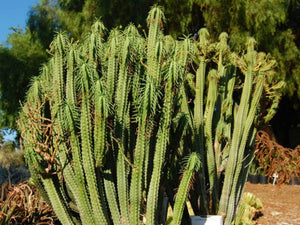 African Palm Tree, Euphorbia loricata,  Euphorbia armata, Euphorbia hystrix