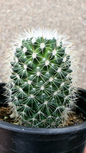Mammillaria Apozolensis, Cactus, Succulent, Live Plant
