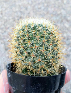 Mammillaria Apozolensis, Cactus, Succulent, Live Plant