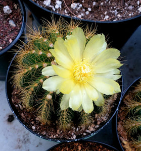 Balloon Cactus, Magnificus, Parodia magnifica