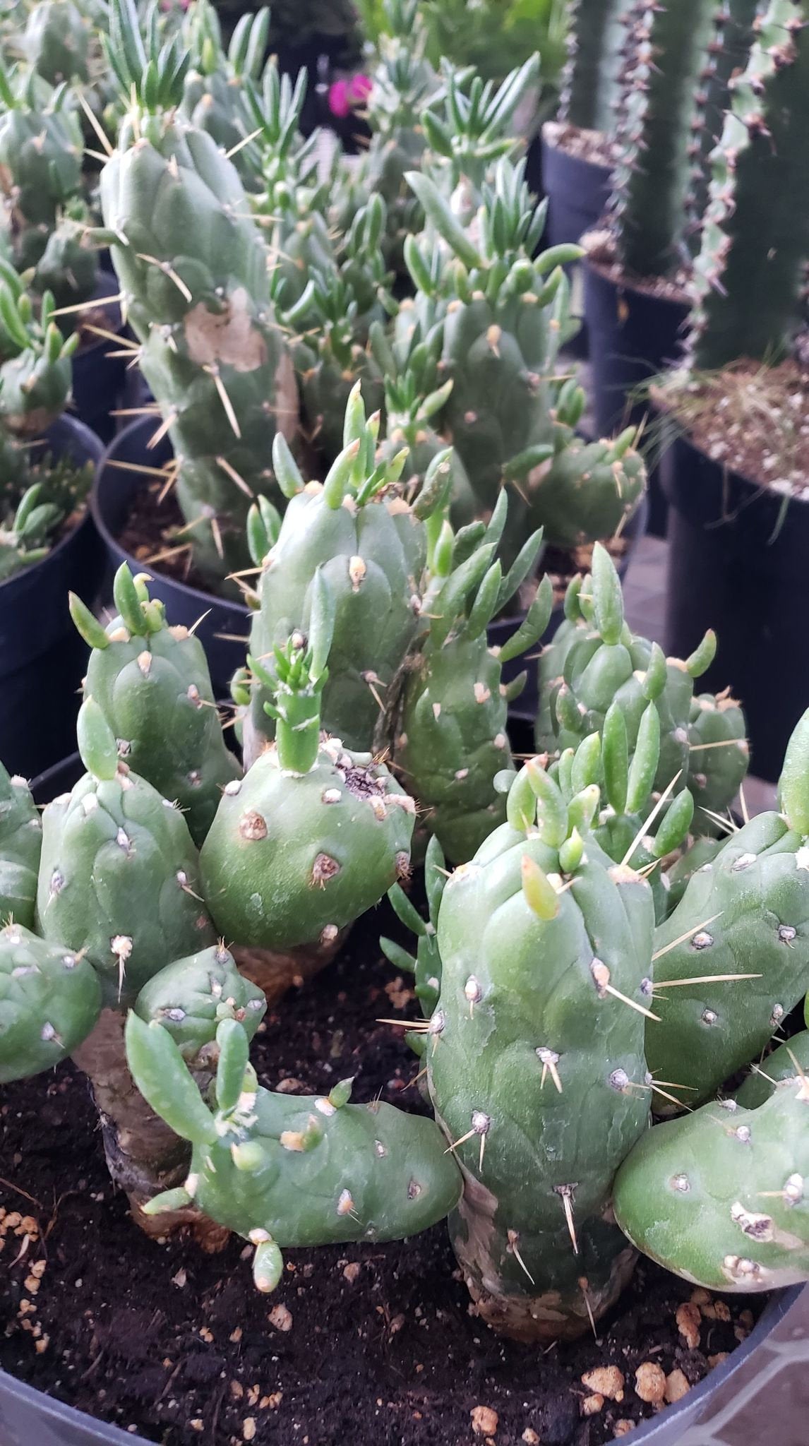 gumby succulent Gumby Cactus, Austrocylindropuntia subulata f. monstrosa, Christmas tr – Desert Noir
