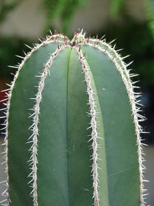 Pachycereus marginatus, Fence Post Cactus, Cactus, Succulent, Live plant