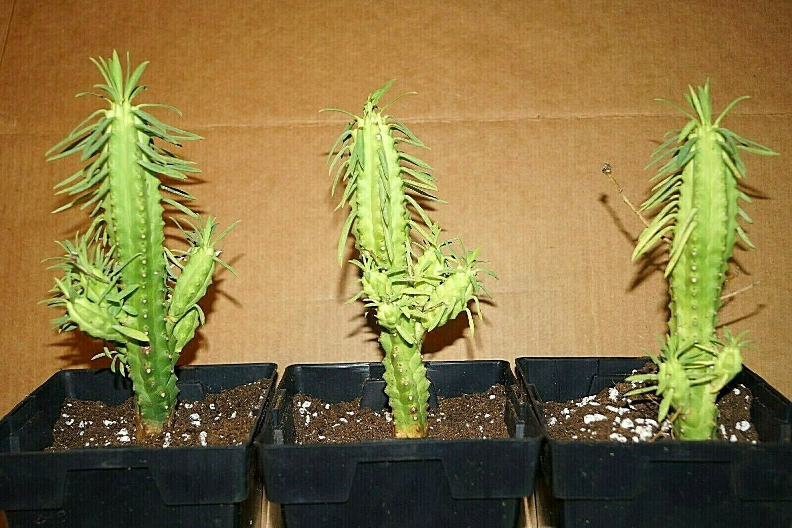 african palm tree succulent African Palm Tree, Euphorbia loricata, Euphorbia armata, Euphorbia hys – Desert Noir