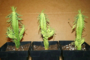 African Palm Tree, Euphorbia loricata,  Euphorbia armata, Euphorbia hystrix