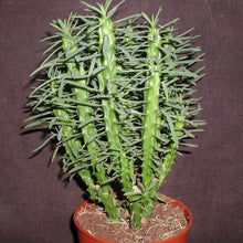 Load image into Gallery viewer, African Palm Tree, Euphorbia loricata,  Euphorbia armata, Euphorbia hystrix
