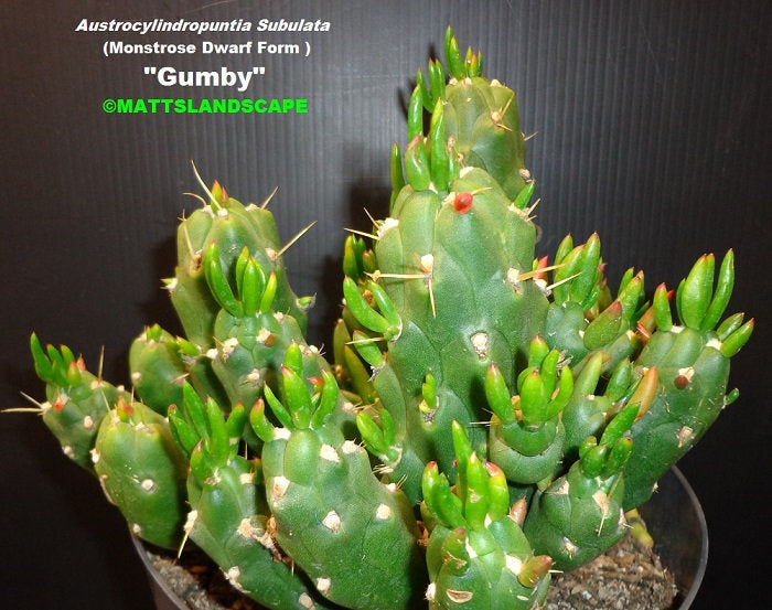 gumby succulent Gumby Cactus, Austrocylindropuntia subulata f. monstrosa, Christmas tr – Desert Noir