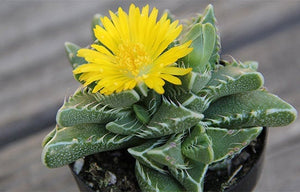 crocodile jaws succulent Tiger Jaw Succulent, Faucaria tigrina, Succulent, cactus, live plant – Desert Noir