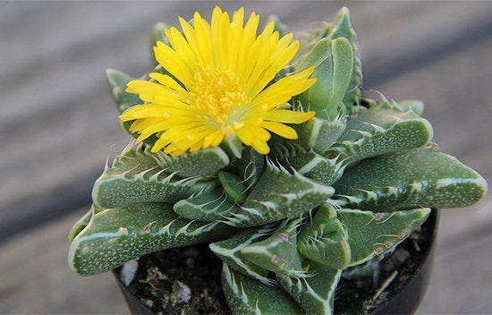 tiger succulent plant Tiger Jaw Succulent, Faucaria tigrina, Succulent, cactus, live plant