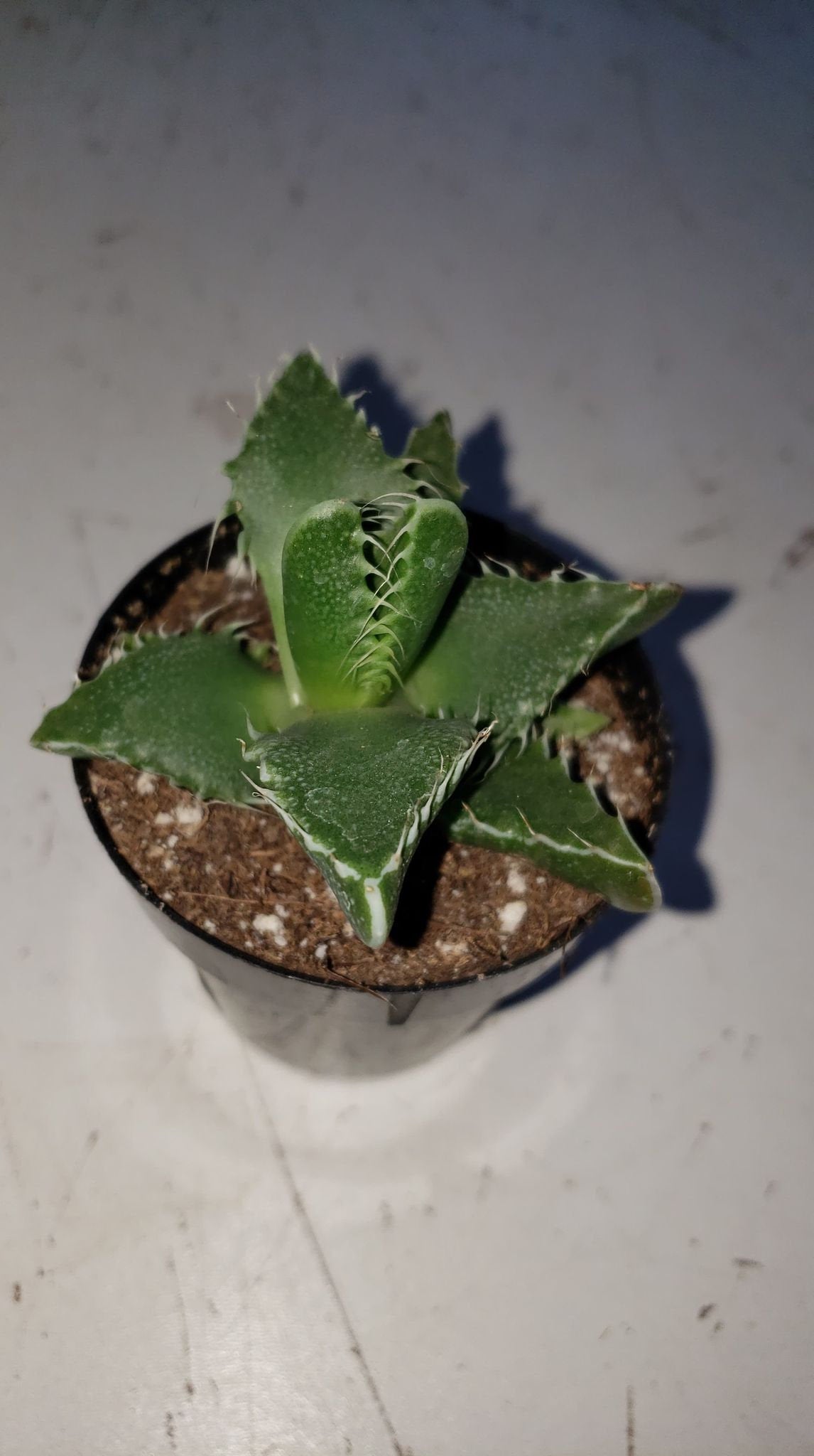 succulent tiger jaw Tiger Jaw Succulent, Faucaria tigrina, Succulent, cactus, live plant – Desert Noir
