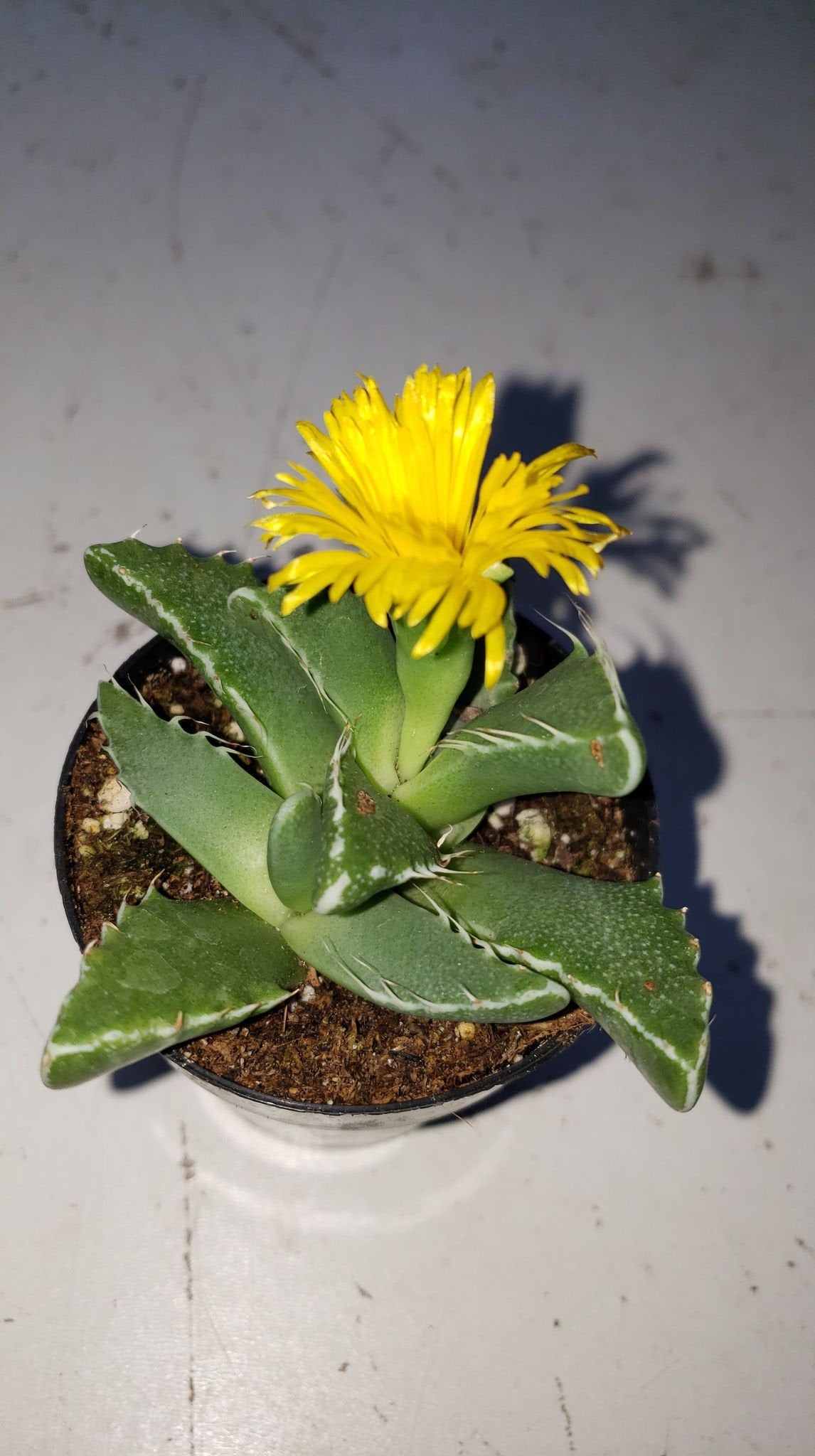 tigrina succulent Tiger Jaw Succulent, Faucaria tigrina, Succulent, cactus, live plant