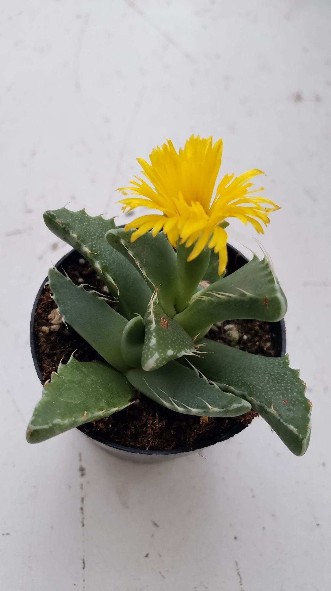 shark jaw succulent Tiger Jaw Succulent, Faucaria tigrina, Succulent, cactus, live plant – Desert Noir