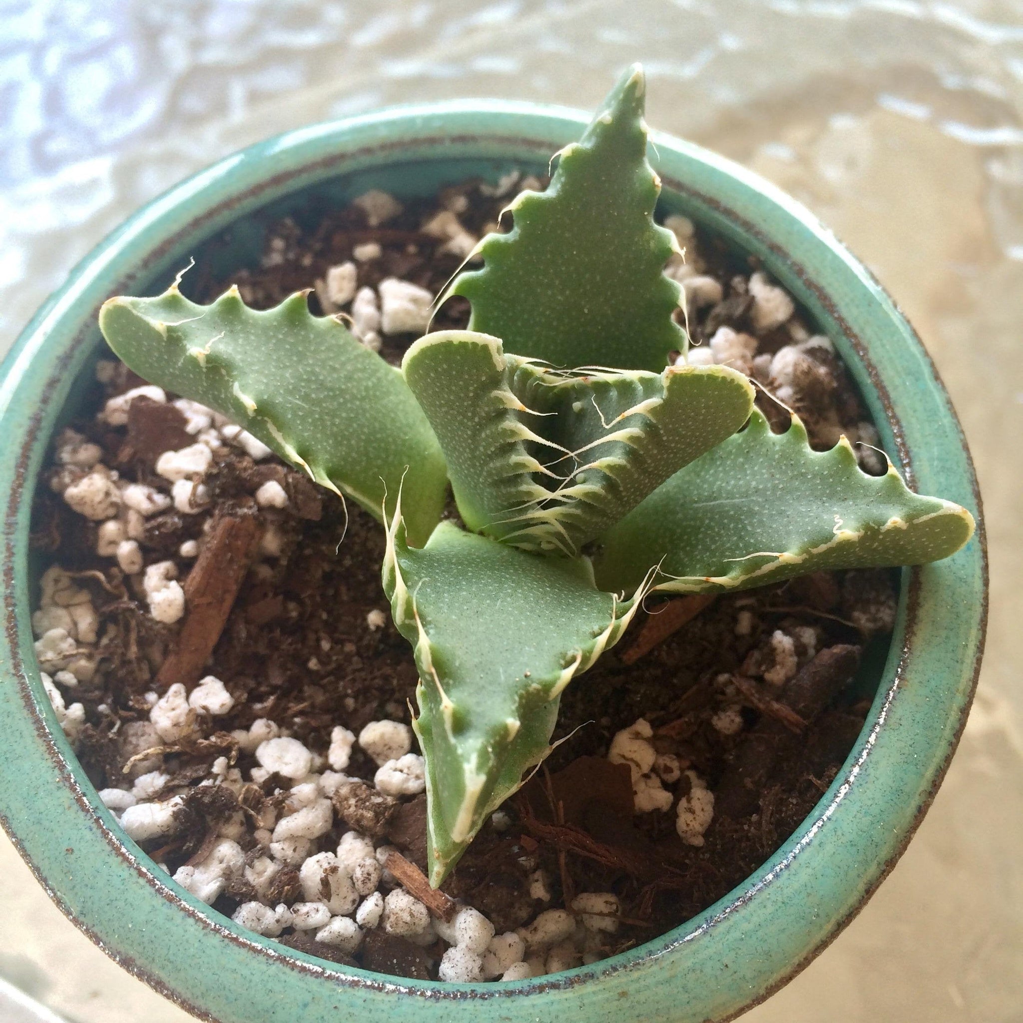 tiger jaw succulent Tiger Jaw Succulent, Faucaria tigrina, Succulent, cactus, live plant – Desert Noir