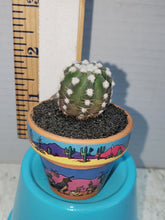 Load image into Gallery viewer, Mini Cactus Purity Preferred
