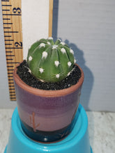 Load image into Gallery viewer, Mini Cactus Purity Preferred
