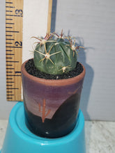 Load image into Gallery viewer, Mini Cactus Purity Preferred
