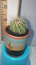 Load image into Gallery viewer, Mini Cactus Purity Preferred
