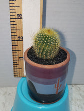 Load image into Gallery viewer, Mini Cactus Purity Preferred
