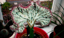 Load image into Gallery viewer, Coral Cactus, Eurphorbia lactea cristata, Euphorbia neriifolia, Very Rare, Live Plant

