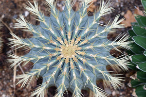 Blue golden barrel cactus, Ferocactus glaucescens, blue barre