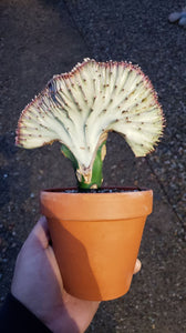 Coral Cactus, Eurphorbia lactea cristata, Euphorbia neriifolia, Very Rare, Live Plant