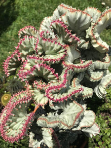Coral Cactus, Eurphorbia lactea cristata, Euphorbia neriifolia, Very Rare, Live Plant