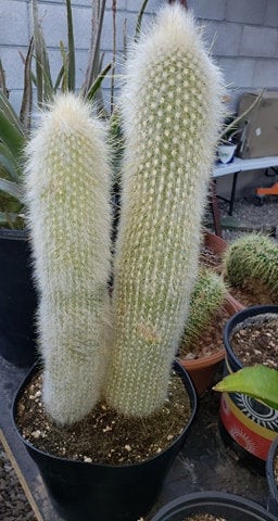 torch succulent Silver Torch Cactus, Cleistocactus strausii, Succulent, Live Cactus – Desert Noir
