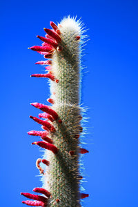 Silver Torch Cactus, Cleistocactus strausii, Succulent, Live Cactus