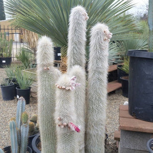 Silver Torch Cactus, Cleistocactus strausii, Succulent, Live Cactus