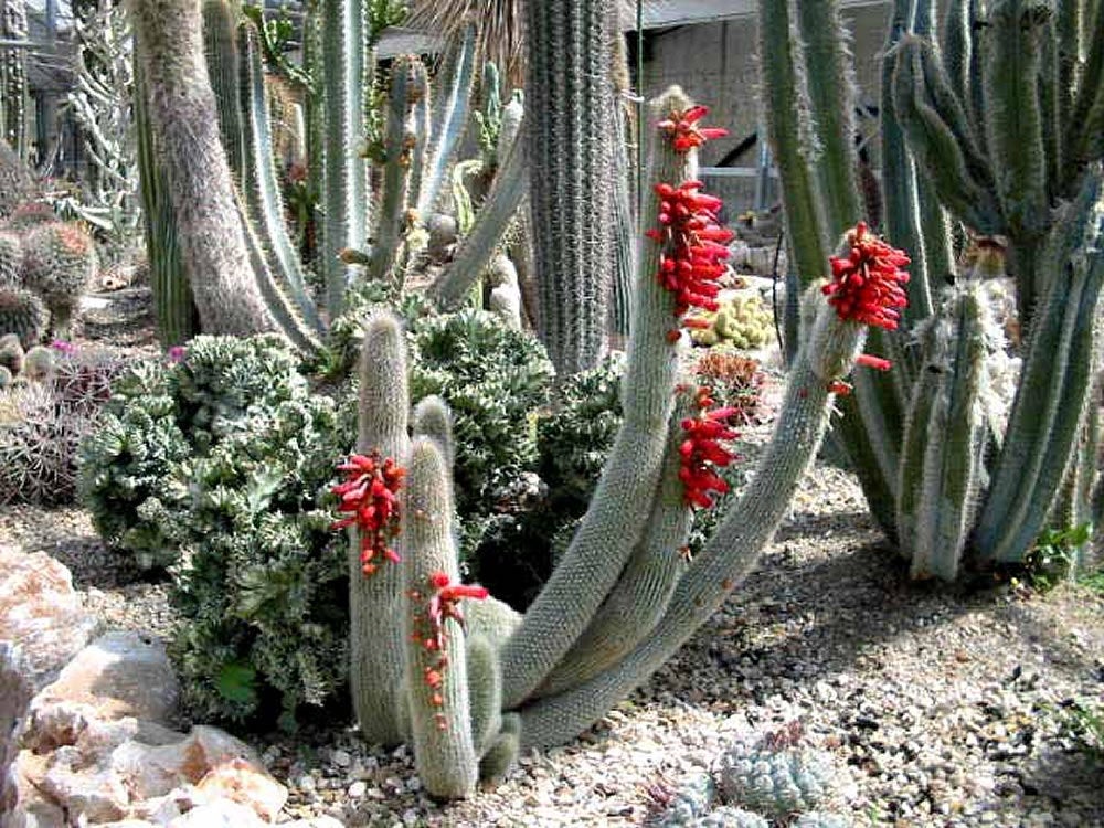 Silver Torch Cactus, Cleistocactus strausii, Succulent, Live Cactus –  Desert Noir