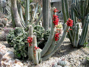 Silver Torch Cactus, Cleistocactus strausii, Succulent, Live Cactus