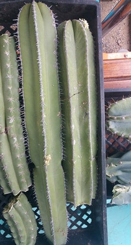 rooting san pedro cactus Rooting Soil, Desert Noir, proprietary blend, cactus, propagation, suc