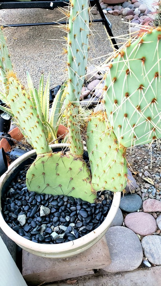 top dressing rocks for succulents Larger Top Dressing Rock, Black/ White/ Natural, cactus, succulent, ga – Desert Noir