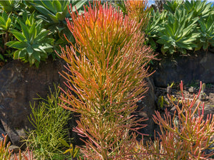 Firestick plant, pencil cactus, Euphorbia tirucalli, Firestick cactus, cactus, succulent