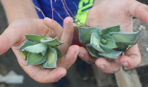 Rum Runner, Agave Isthmensis, Agave