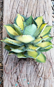 Rum Runner, Agave Isthmensis, Agave