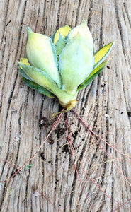 Rum Runner, Agave Isthmensis, Agave