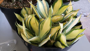 Rum Runner, Agave Isthmensis, Agave