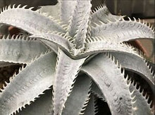 Load image into Gallery viewer, Grand Marnier Dyckia, lapostollei, White Dyckia, cactus, succulent, live plant
