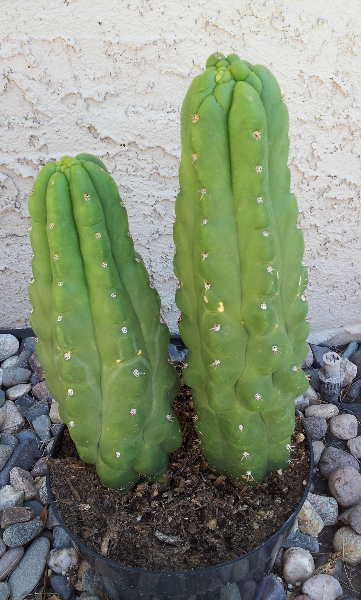 san pedro monstrose cactus Trichocereus pachanoi 'San Pedro Cactus'