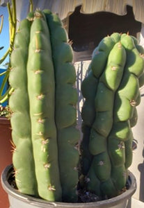 Trichocereus Pachanoi var. Monstrose,  Echinopsis pachanoi, San Pedro Monstrose, Cactus, Succulent, Live Plant, RARE