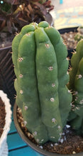 Load image into Gallery viewer, Trichocereus Pachanoi var. Monstrose,  Echinopsis pachanoi, San Pedro Monstrose, Cactus, Succulent, Live Plant, RARE
