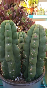 Trichocereus Pachanoi var. Monstrose,  Echinopsis pachanoi, San Pedro Monstrose, Cactus, Succulent, Live Plant, RARE