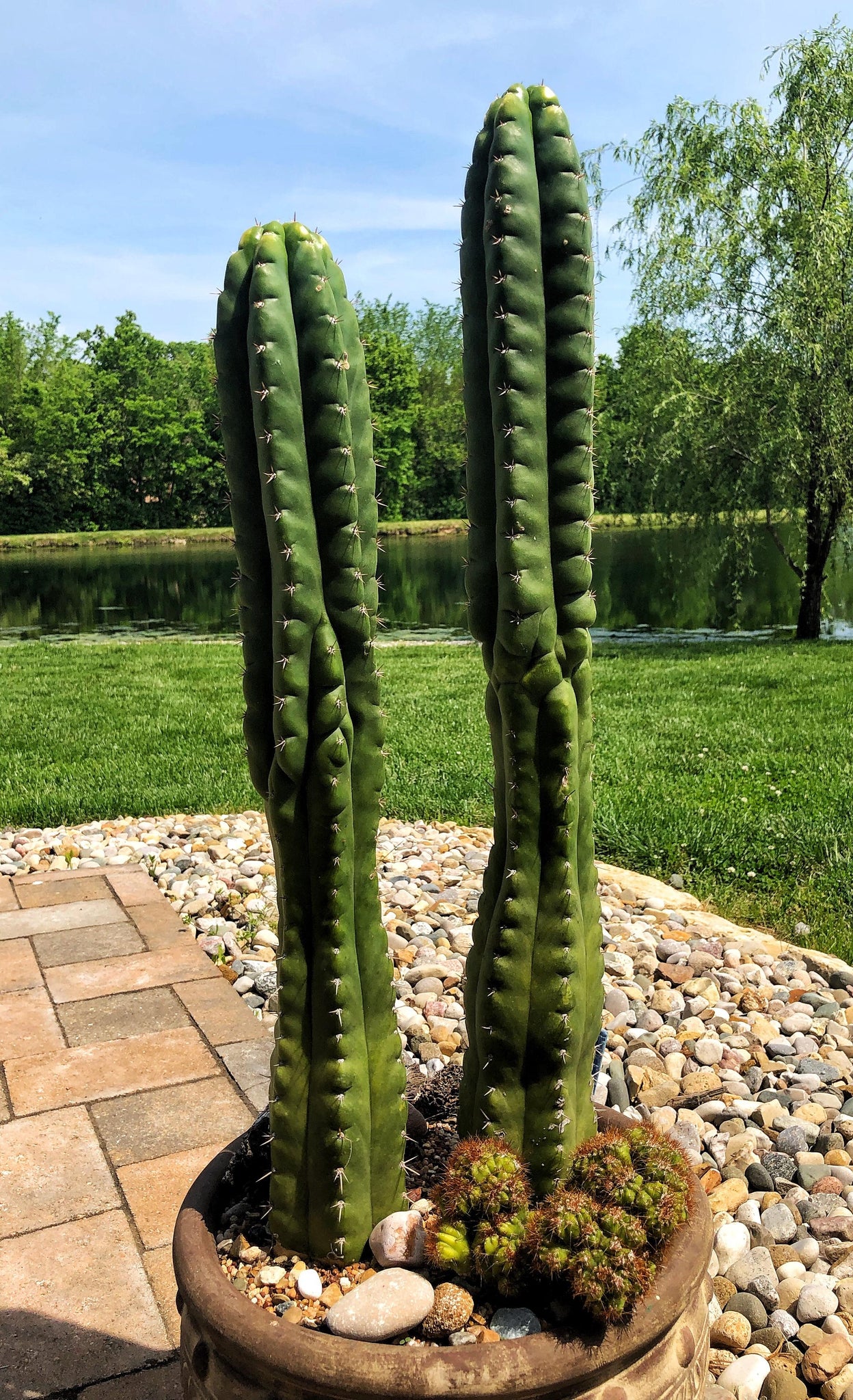 live san pedro cactus Trichocereus pachanoi 'San Pedro Cactus'