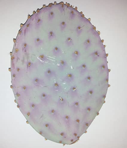 santa rita prickly pear cactus Santa Rita Purple Prickly Pear (Opuntia violacea), Prickly Pear, live – Desert Noir