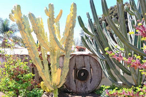 African Golden Candelabra, Euphorbia ammak